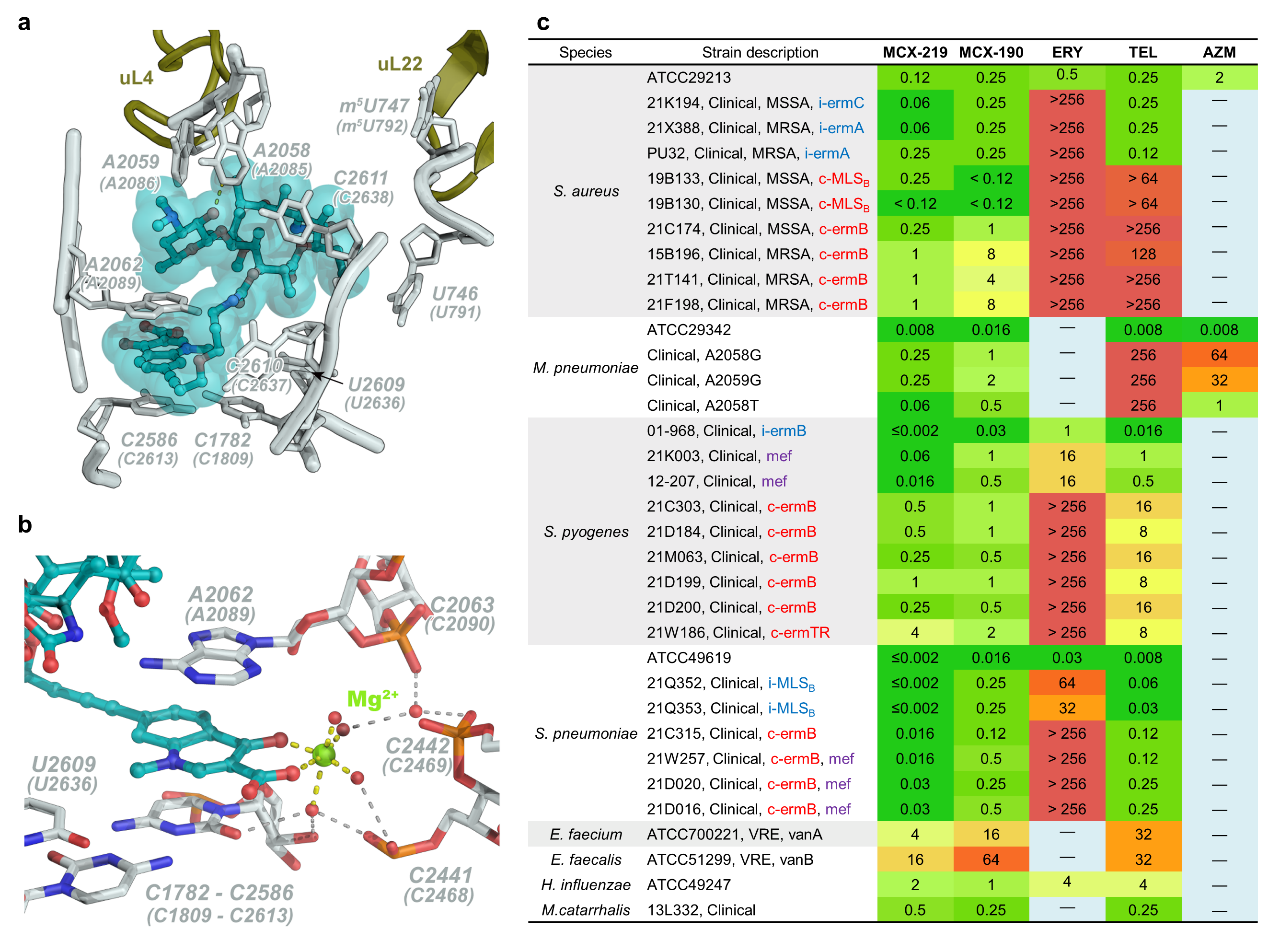 新澳门六合彩直播