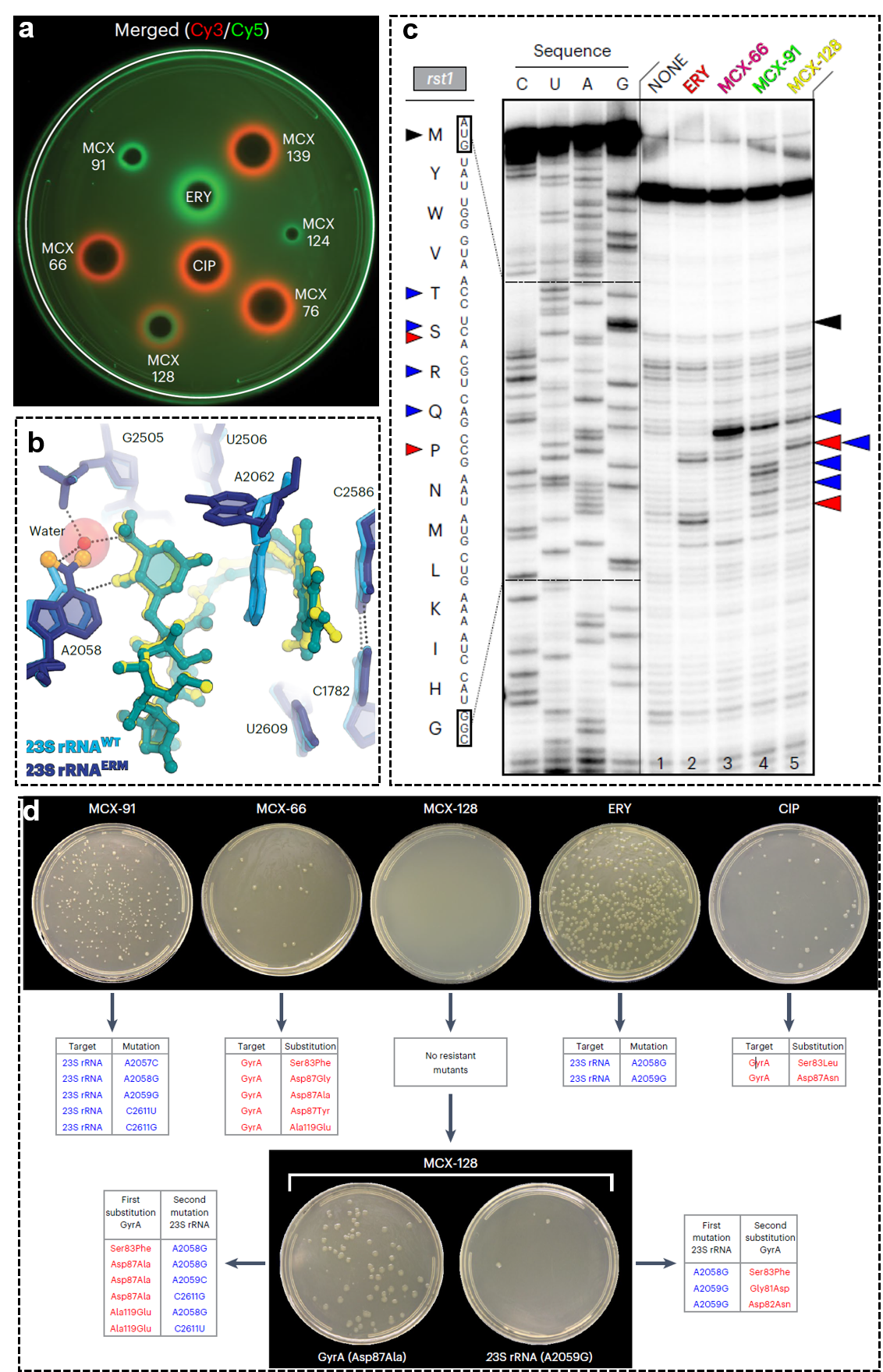 新澳门六合彩直播