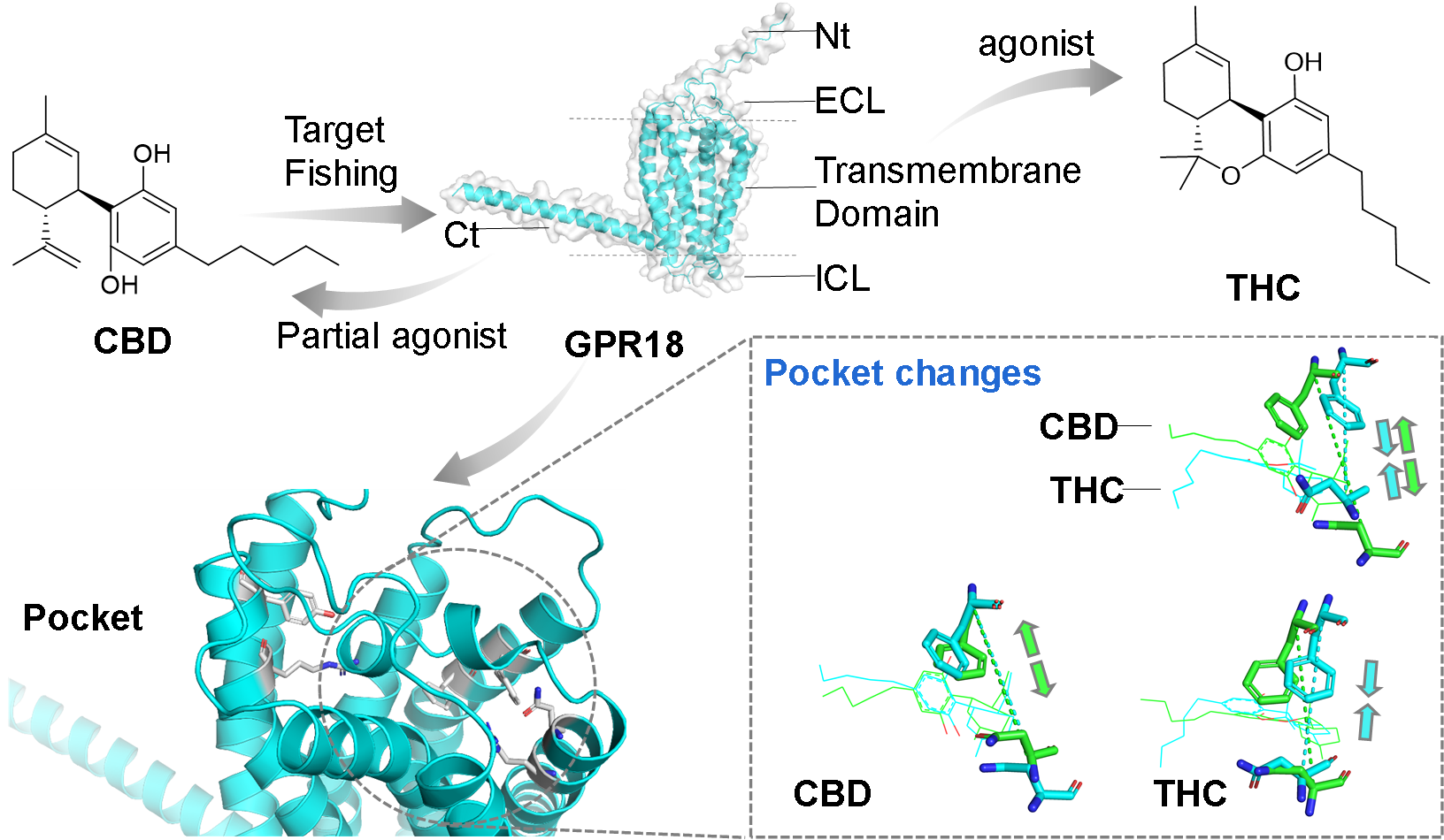 新澳门六合彩直播