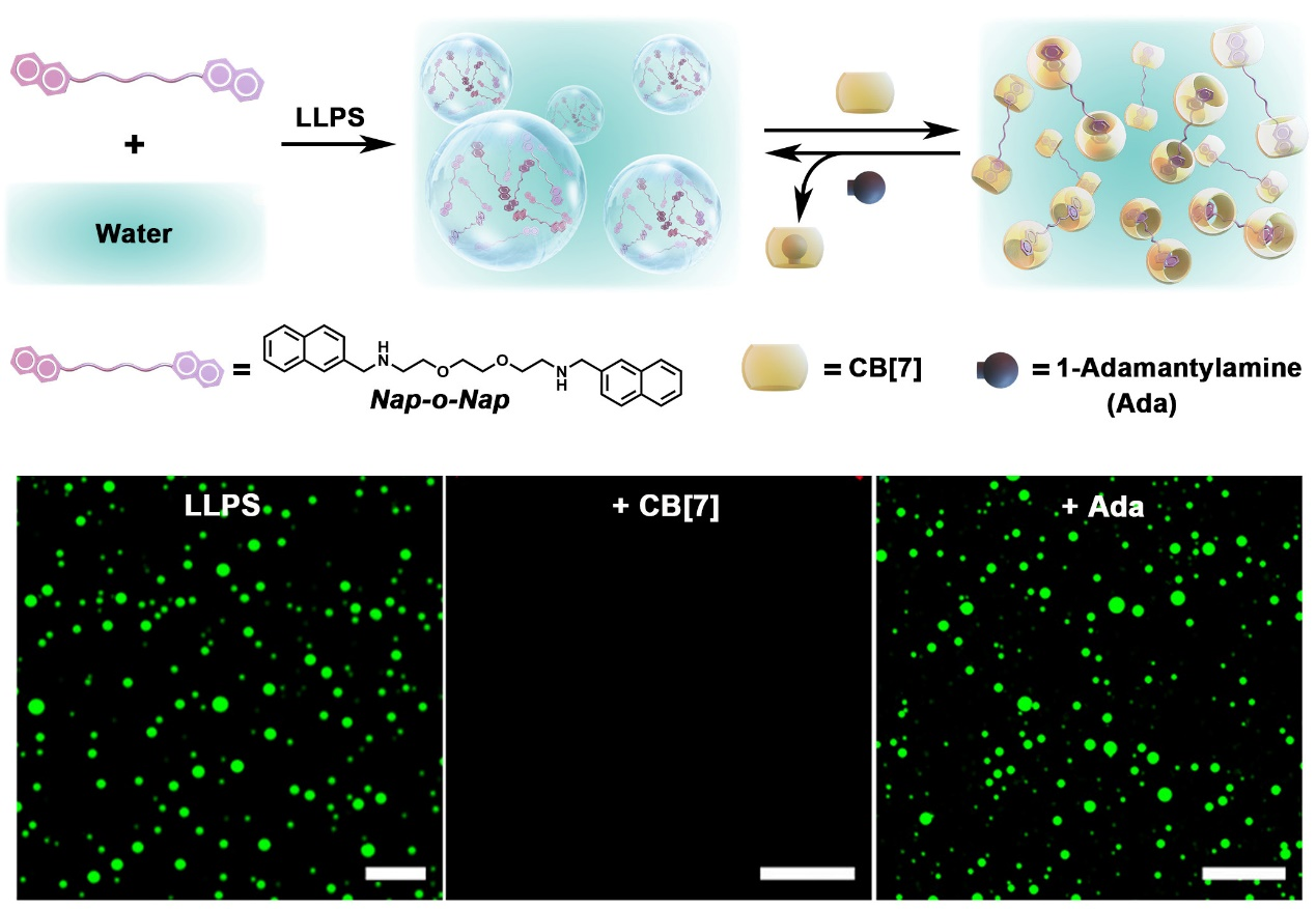 新澳门六合彩直播