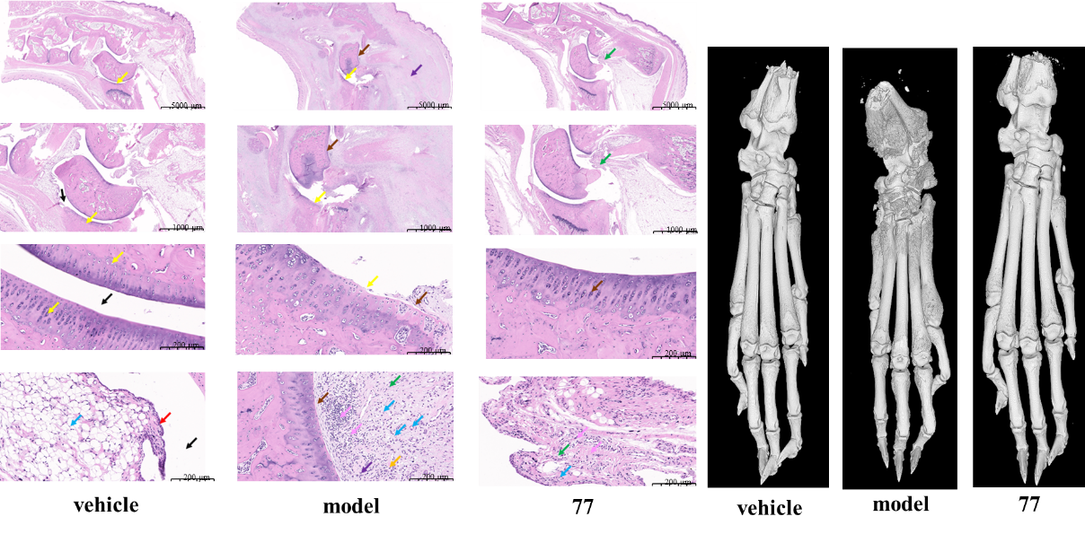新澳门六合彩直播