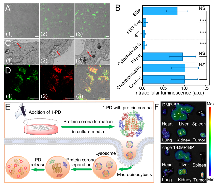 新澳门六合彩直播